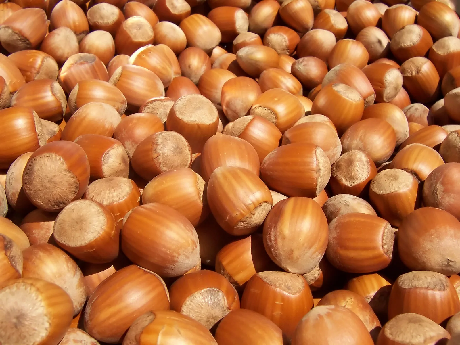 Le nocciole, protagoniste della sagra di Polizzi Generosa nel terzo fine settimana d'agosto